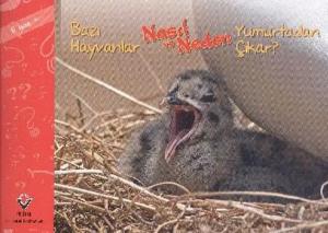 Bazı Hayvanlar Nasıl ve Neden Yumurtadan Çıkar?