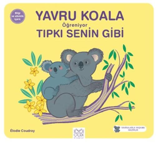 Yavru Koala Öğreniyor Tıpkı Senin Gibi